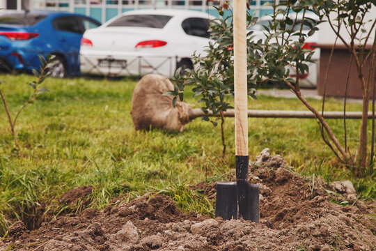 Young tree sapling lies at dug hole next to shovel and is ready to plant in ground. Background for gentrification of territory. Concept of landscaping, nature, environment and ecology. Copy space