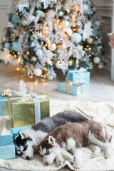 Husky dog with christmas gifts