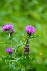 夏野山野に咲く赤紫色のノアザミの花