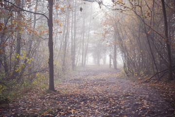 An early morning in Kampinos National Park, Poland. A muddy hiking trail is leading into a fog covered meadow. Selective focus on fallen leaves, blurred background.