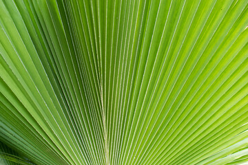 Obraz premium Sun shining through a radiating green leaf. Natural background texture.