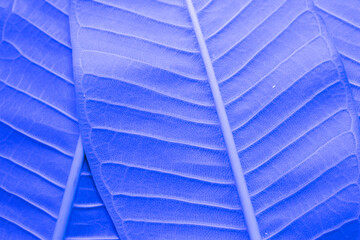 leaf background