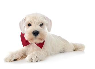 white miniature schnauzer in studio