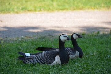 Country goose on the grass