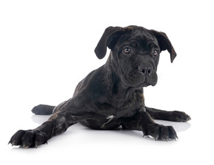 Obraz premium puppy cane corso