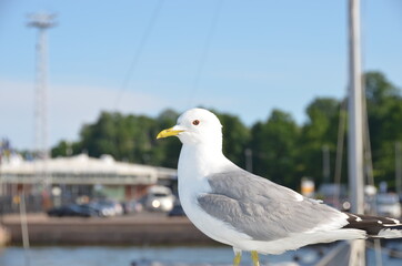 Seagull on the pier
