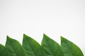 Obraz premium Macro leaves background texture, Closed up of a green leaf vein