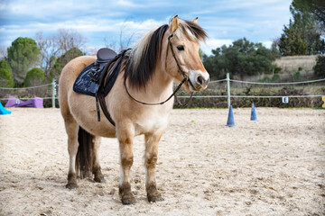 Fjord horse and saddle