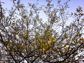 yellow autumn leaves against blue sky