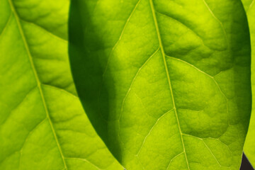 Naklejka na ściany i meble Gooseberry leaves placed on a white background. Green leaf isolated on white background. For background Graphic or Texture.