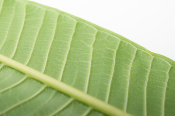 Green leaves background. Leaf texture. color Dark Flat lay Natural background for input text.