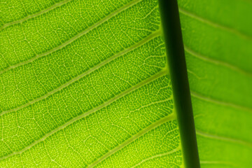 Extreme close up texture of green leaf veins