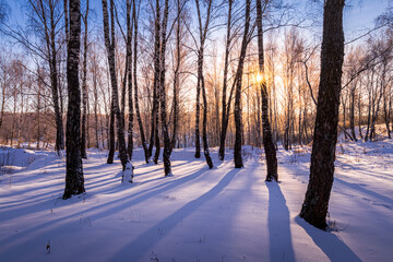 Sunset or sunrise in a birch grove with winter snow. Rows of birch trunks with the sun's rays.