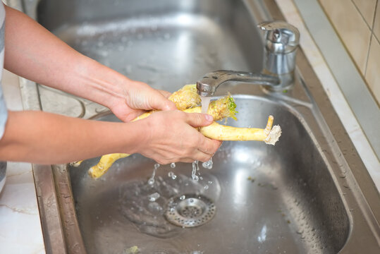 Hands Of A Woman Washing Horseradish