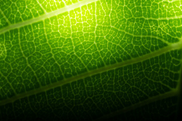 Extreme close up texture of green leaf veins