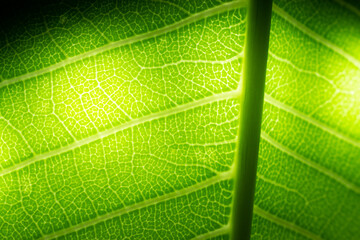 Extreme close up texture of green leaf veins