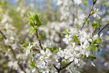 Branch with white flowers. Blooming cherry. Cherry tree with white flowers in spring. Sunny weather and blossoming trees in spring.