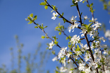 Blooming cherry. Cherry tree with white flowers in spring. Blossoming cherry branch against the blue sky. Sunny weather and blossoming trees in spring.