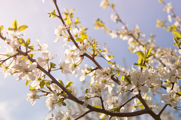 Blossoming cherry branch. White flowers of a fruit tree in sunny weather.