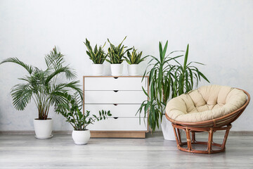 Stylish interior of room with houseplants, armchair and chest of drawers near white wall