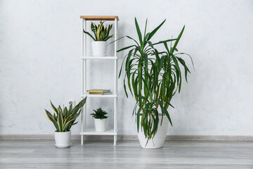 Houseplants and rack near white wall in room