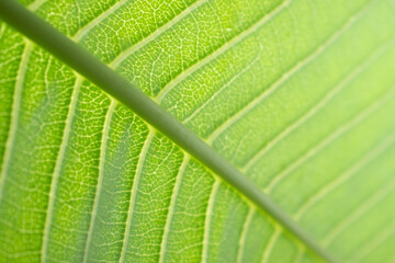 Extreme close up texture of green leaf veins