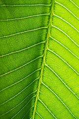 Extreme close up texture of green leaf veins