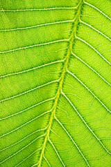 Extreme close up texture of green leaf veins