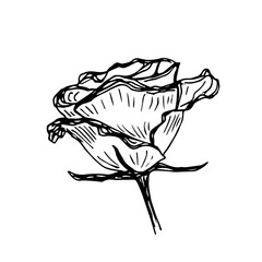 Hand-drawn vector drawing in engraving style. Rose flower isolated on white background. Blooming bud, greenhouse. Greeting cards, invitations.