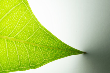 green leaf background