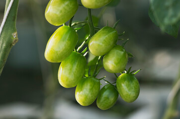 Close up green tomatoes on the vine