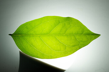 Gooseberry leaves placed on a white background. Green leaf isolated on white background. For background Graphic or Texture.