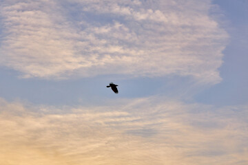 Fototapeta na wymiar A bird flying in the evening sky