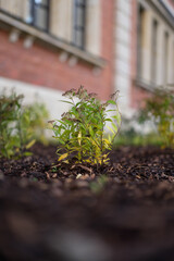 plant in the garden
