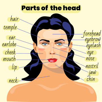 Vocabulary of face parts. Vector illustration.