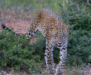 Leopard walking; leopard staring; Female leopard in Yala National Park, Sri Lanka 
