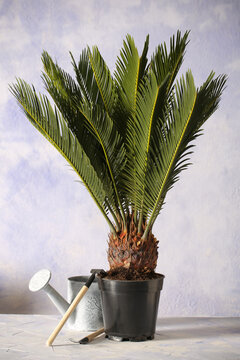 a flower in a pot cicas revoluta stands on a white background	
