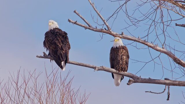 American Bald Eagle pair perched on a branch shaking feathers while looking around.