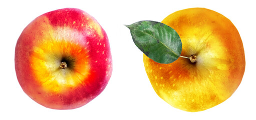 Color apple on white background