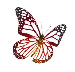 Color butterfly , isolated on the white