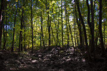 Senderismo por Olot y la Zona Volcánica de la Garrotxa. La Fageda d'en Jorda