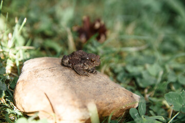 Green frog sits on gray stone among green grass