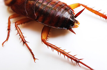 close-up cockroach on white background