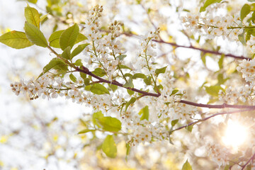 natural background Bird cherry blooming. Bird cherry blossoms in spring.
