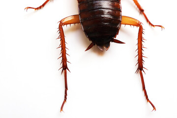 close-up cockroach on white background