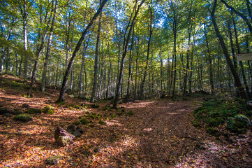 Senderismo por Olot y la Zona Volcánica de la Garrotxa. La Fageda d'en Jorda