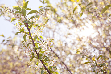 natural background Bird cherry blooming. Bird cherry blossoms in spring.