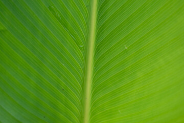 Abstract green leaf texture for background