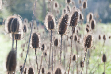 Flora Silvestre de la Garrotxa. Olot y la Fageda d'en Jorda