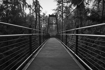 Suspension bridge in the forest